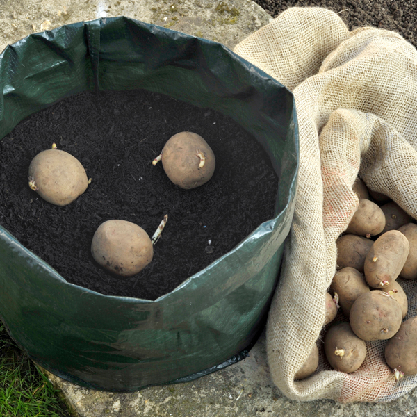 Searles Growing potatoes in containers